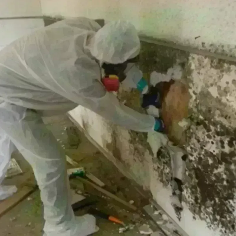 Mold Remediation and Removal in Plum Grove, TX